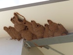 Fairy martin. Active nests. Alice Springs, Australia, September 2015. Image © Alan Tennyson by Alan Tennyson.