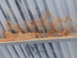 Fairy martin. Old nests showing internal nest cups. Alcoota, Northern Territory, Australia, September 2015. Image © Alan Tennyson by Alan Tennyson.