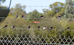 Fairy martin. Adults. Wastewater Ponds, Alice Springs, Australia, September 2015. Image © Alan Tennyson by Alan Tennyson.