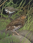 New Zealand quail | Koreke. New Zealand quail (Coturnix novaezelandiae). Image 2006-0010-1/38 from the series 'Extinct birds of New Zealand'. Masterton, January 2005. Image © Purchased 2006. © Te Papa by Paul Martinson.