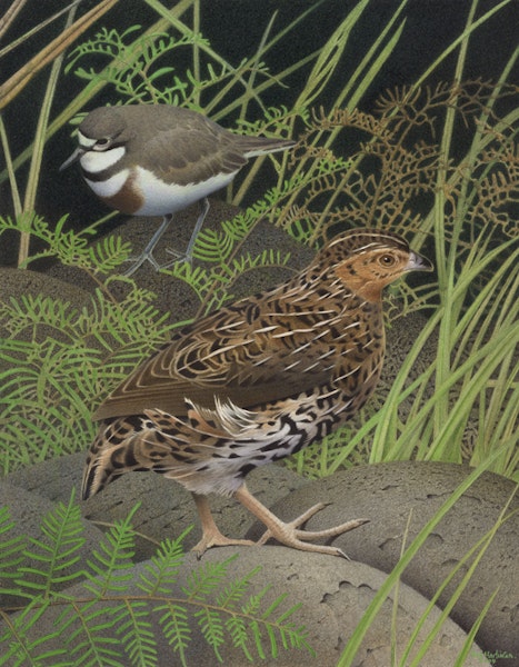 New Zealand quail | Koreke. New Zealand quail (Coturnix novaezelandiae). Image 2006-0010-1/38 from the series 'Extinct birds of New Zealand'. Masterton, January 2005. Image © Purchased 2006. © Te Papa by Paul Martinson.