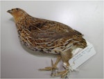 New Zealand quail | Koreke. Adult male specimen in Canterbury Museum (AV3371). Dunedin. Image © Colin Miskelly by Colin Miskelly.