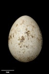 New Zealand quail | Koreke. Egg 36.0 x 26.1 mm (NMNZ OR.007739). Nelson Province, January 1867. Image © Te Papa by Jean-Claude Stahl.