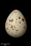 New Zealand quail | Koreke. Egg 30.4 x 23.6 mm (NMNZ OR.022046, collected by Henry Travers). Image © Te Papa by Jean-Claude Stahl.