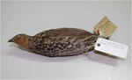 New Zealand quail | Koreke. Immature male specimen in Canterbury Museum (AV1665). Kaiapoi, January 1859. Image © Colin Miskelly by Colin Miskelly.