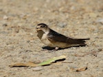 Tree martin. Adult breeding. Laratinga Wetlands, South Australia, October 2015. Image © John Fennell by John Fennell.