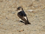 Tree martin. Adult breeding. Laratinga Wetlands, South Australia, October 2015. Image © John Fennell by John Fennell.