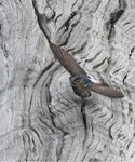 Tree martin. Exiting nest hollow. October 2010. Image © Sonja Ross by Sonja Ross.