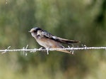 Tree martin. Adult. Wastewater Ponds, Alice Springs, Australia, September 2015. Image © Alan Tennyson by Alan Tennyson.