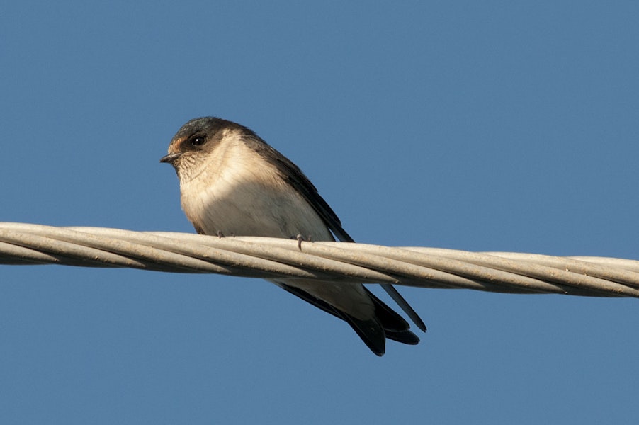 Tree martin. Adult perched on power cable. North Lake, Western Australia, December 2011. Image © Philip Griffin by Philip Griffin.