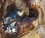 Tree martin. Adult breeding (at nest entrance). Laratinga Wetlands, South Australia, October 2015. Image © John Fennell by John Fennell.