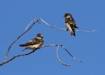 Tree martin. Adult (top right) and juvenile. Brookfield Conservation Park, South Australia, February 2017. Image © John Fennell by John Fennell.