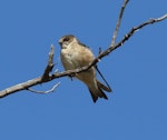 Tree martin. Juvenile. Brookfield Conservation Park, South Australia, February 2017. Image © John Fennell by John Fennell.