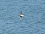 Tree martin. Adult in flight. Wastewater Ponds, Alice Springs, Australia, September 2015. Image © Alan Tennyson by Alan Tennyson.