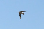 Tree martin. Adult in flight. Wastewater Ponds, Alice Springs, Australia, September 2015. Image © Alan Tennyson by Alan Tennyson.