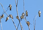 Tree martin. Perched flock. Northern Territory, Australia, July 2012. Image © Dick Porter by Dick Porter.