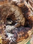 Tree martin. Adult at nest entrance. Laratinga Wetlands, South Australia, October 2015. Image © John Fennell by John Fennell.