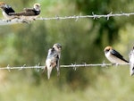 Tree martin. Adult (centre) with fairy martins. Wastewater Ponds, Alice Springs, Australia, September 2015. Image © Alan Tennyson by Alan Tennyson.