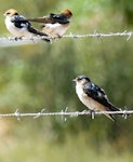 Tree martin. Adult with two fairy martins above. Wastewater Ponds, Alice Springs, Australia, September 2015. Image © Alan Tennyson by Alan Tennyson.