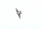 Tree martin. Immature?. Little Barrier Island, February 2013. Image © Martin Berg by Martin Berg.