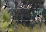 Tree martin. Adults (middle wire) with fairy martins. Wastewater Ponds, Alice Springs, Australia, September 2015. Image © Alan Tennyson by Alan Tennyson.