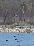 Tree martin. Adult in flight with fairy martin below. Wastewater Ponds, Alice Springs, Australia, September 2015. Image © Alan Tennyson by Alan Tennyson.