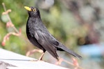 Eurasian blackbird | Manu pango. Adult male. Havelock North, September 2009. Image © Dick Porter by Dick Porter.