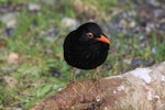 Eurasian blackbird | Manu pango. Adult male. Karori Sanctuary / Zealandia, August 2011. Image © Bart Ellenbroek by Bart Ellenbroek.