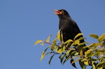 Eurasian blackbird | Manu pango. Adult male singing. Cornwall Park, Hastings, November 2012. Image © Adam Clarke by Adam Clarke.