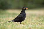 Eurasian blackbird | Manu pango. Adult male on mown lawn. Christchurch, New Zealand, October 2008. Image © Neil Fitzgerald by Neil Fitzgerald.