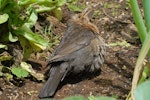 Eurasian blackbird | Manu pango. Adult female sunbathing. Bay of Islands, December 2010. Image © Peter Reese by Peter Reese.