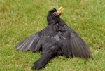 Eurasian blackbird | Manu pango. Adult male sunbathing. Taupo, December 2007. Image © Peter Reese by Peter Reese.