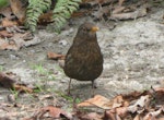 Eurasian blackbird | Manu pango. Front view of adult female. Christchurch, September 2012. Image © James Mortimer by James Mortimer.