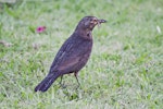 Eurasian blackbird | Manu pango. Female hunting worms in the rain. Te Puke, January 2012. Image © Raewyn Adams by Raewyn Adams.