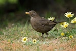 Eurasian blackbird | Manu pango. Female among Cape weed flowers on mown lawn. Christchurch, Canterbury, October 2008. Image © Neil Fitzgerald by Neil Fitzgerald.