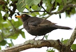 Eurasian blackbird | Manu pango. Immature male. Wanganui, December 2015. Image © Ormond Torr by Ormond Torr.