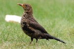 Eurasian blackbird | Manu pango. Juvenile male. Auckland, January 2009. Image © Peter Reese by Peter Reese.