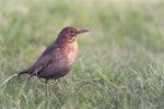 Eurasian blackbird | Manu pango. Adult female. Lake Okareka, September 2012. Image © Tony Whitehead by Tony Whitehead.