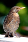 Eurasian blackbird | Manu pango. Adult female. Havelock North, November 2008. Image © Dick Porter by Dick Porter.