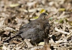 Eurasian blackbird | Manu pango. Female sunning at bush edge. Lake Tarawera, January 2010. Image © Phil Battley by Phil Battley.