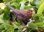 Eurasian blackbird | Manu pango. Juvenile. Palmerston North, December 2015. Image © Alex Scott by Alex Scott.