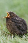 Eurasian blackbird | Manu pango. Fledgling. Te Anau, November 2011. Image © Glenda Rees by Glenda Rees.