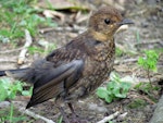 Eurasian blackbird | Manu pango. Juvenile. Warkworth, October 2012. Image © Thomas Musson by Thomas Musson.