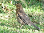 Eurasian blackbird | Manu pango. Juvenile in profile. Ruawai, November 2012. Image © Thomas Musson by Thomas Musson.