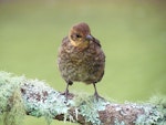 Eurasian blackbird | Manu pango. Juvenile. Warkworth, October 2012. Image © Thomas Musson by Thomas Musson.