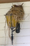 Eurasian blackbird | Manu pango. Female on nest on top of outdoor light. Whitianga, Coromandel Peninsula, December 2005. Image © Neil Fitzgerald by Neil Fitzgerald.