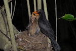 Eurasian blackbird | Manu pango. Adult male feeding chicks at nest. Wellington, November 2007. Image © Peter Reese by Peter Reese.