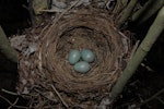 Eurasian blackbird | Manu pango. Nest with 3 eggs. Wellington, December 2007. Image © Peter Reese by Peter Reese.