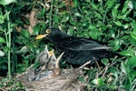 Eurasian blackbird | Manu pango. Adult male at nest containing chicks. January 1988. Image © Peter Reese by Peter Reese.