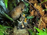 Eurasian blackbird | Manu pango. Female at nest feeding. Levin, December 1980. Image © Albert Aanensen by Albert Aanensen.